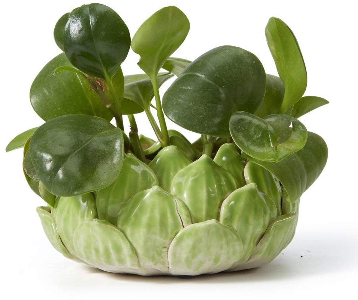 Omgoods - Ceramische Plant Pot voor Cactussen en Succulenten Groen 18cm