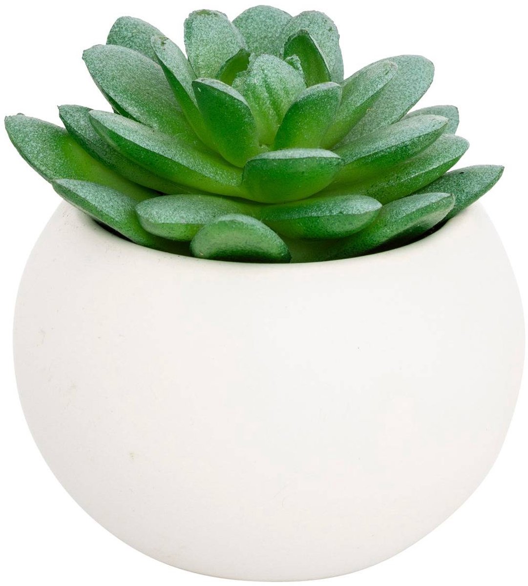 Vetplant in pot ANDA
