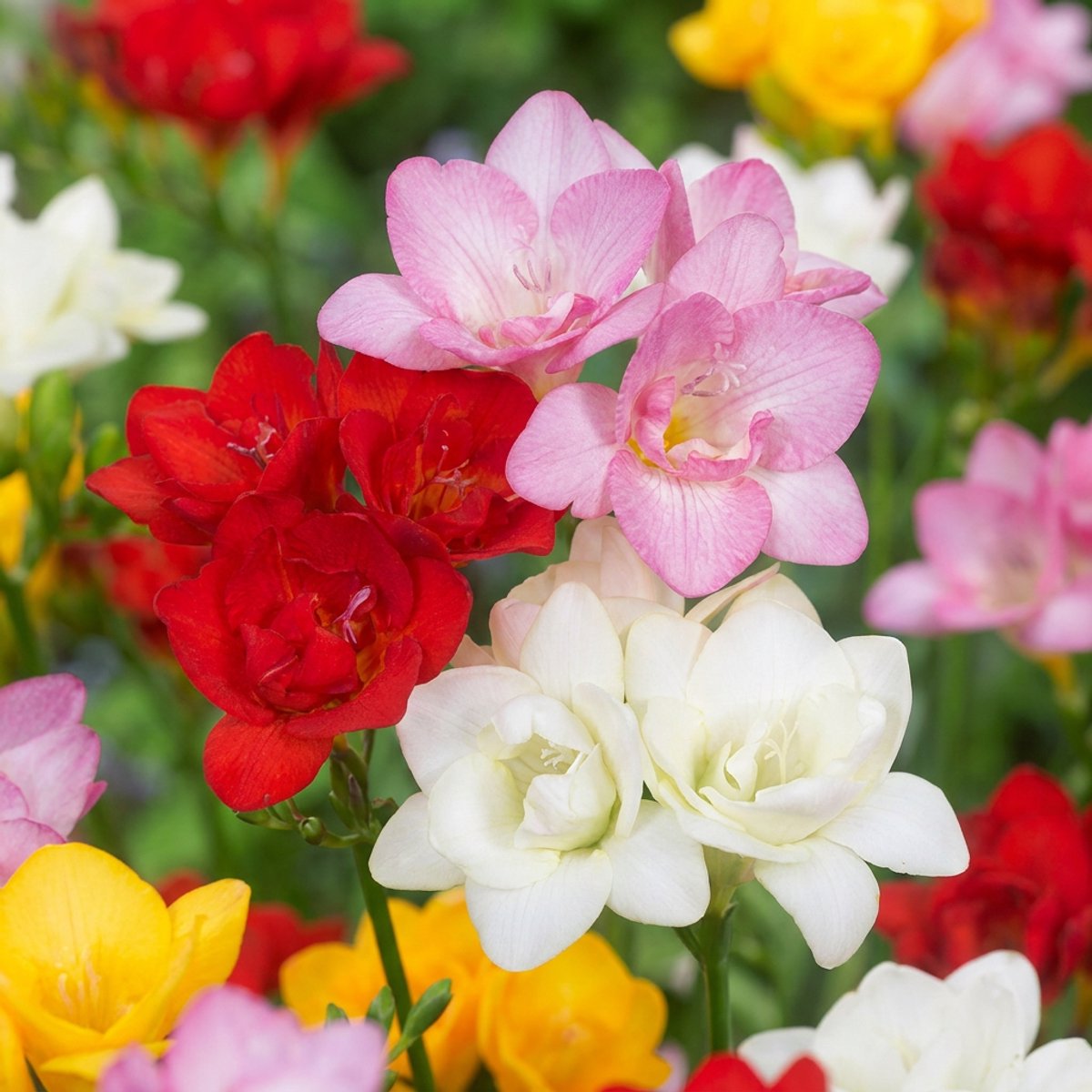 Green boutiQ - 320x Freesia Double Mix - Dubbele fresia - Diversen - Snijbloem - Bolmaat 5/+