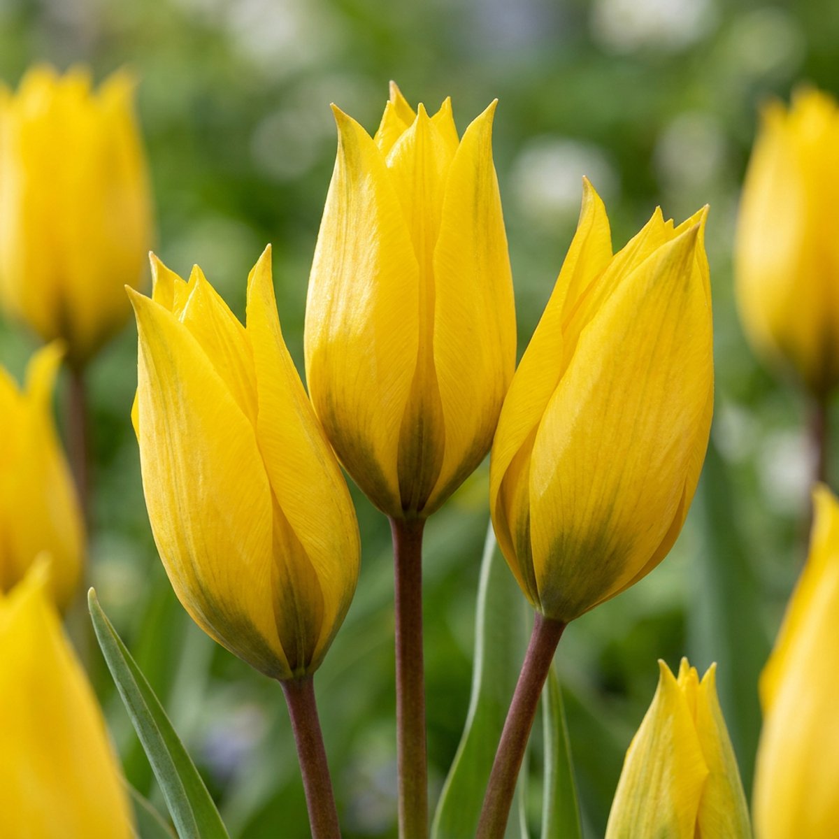 Green boutiQ - 80x Tulipa Sylvestris - Bosdravik - Geel - Verwilderingsbol - Bolmaat 5/6