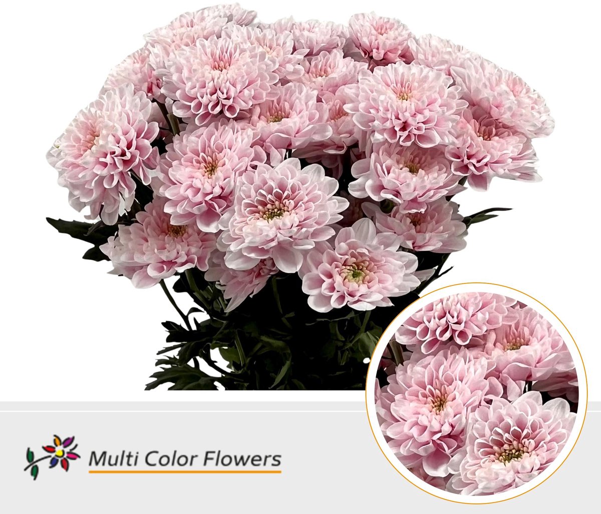 10x Chrysant overig 60cm
