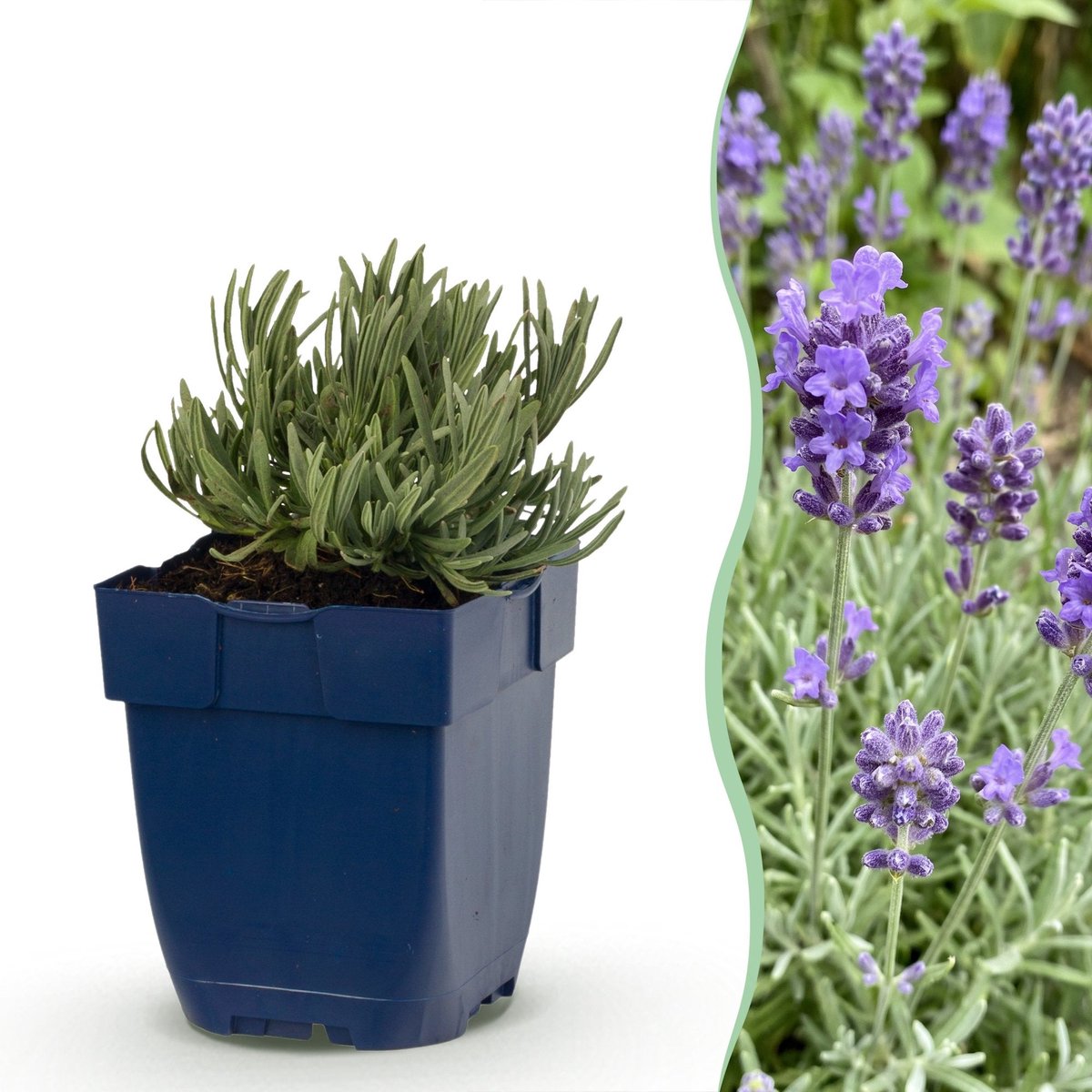 Green boutiQ - Vasteplant - Lavandula ang. Dwarf Blue - Lavendel - Geurend - Paars - 1 Plant - Pot 11cm - Hoogte 15-25cm