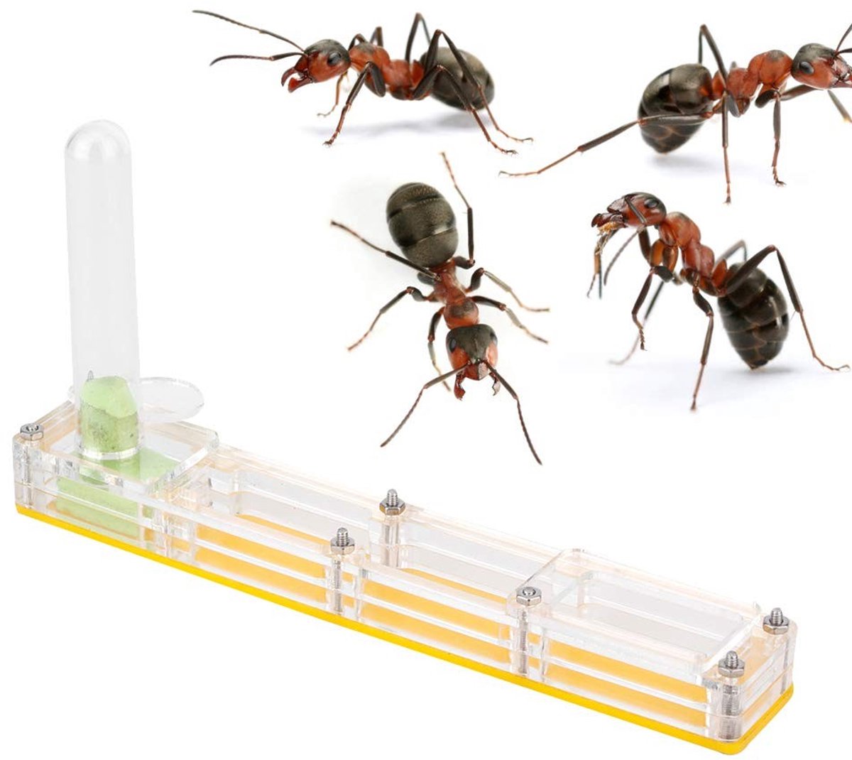 Elzusha - Ant Nest voor Educatieve Observatie van Mieren