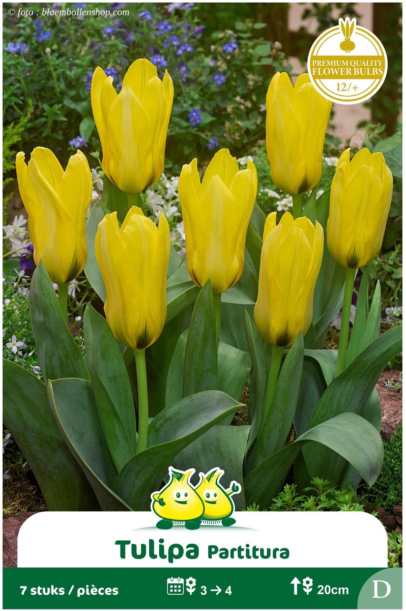 25 Bollen Kaufmaniana Tulpen Partitura maat 12/+