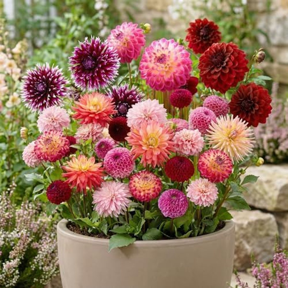 SnelShoppen - Dahlia Bloembollen Budget Mix - 10 Stuks Meerkleurige Knollen voor de Tuin - Perfect voor Tuinieren en Bloemrijke Perken