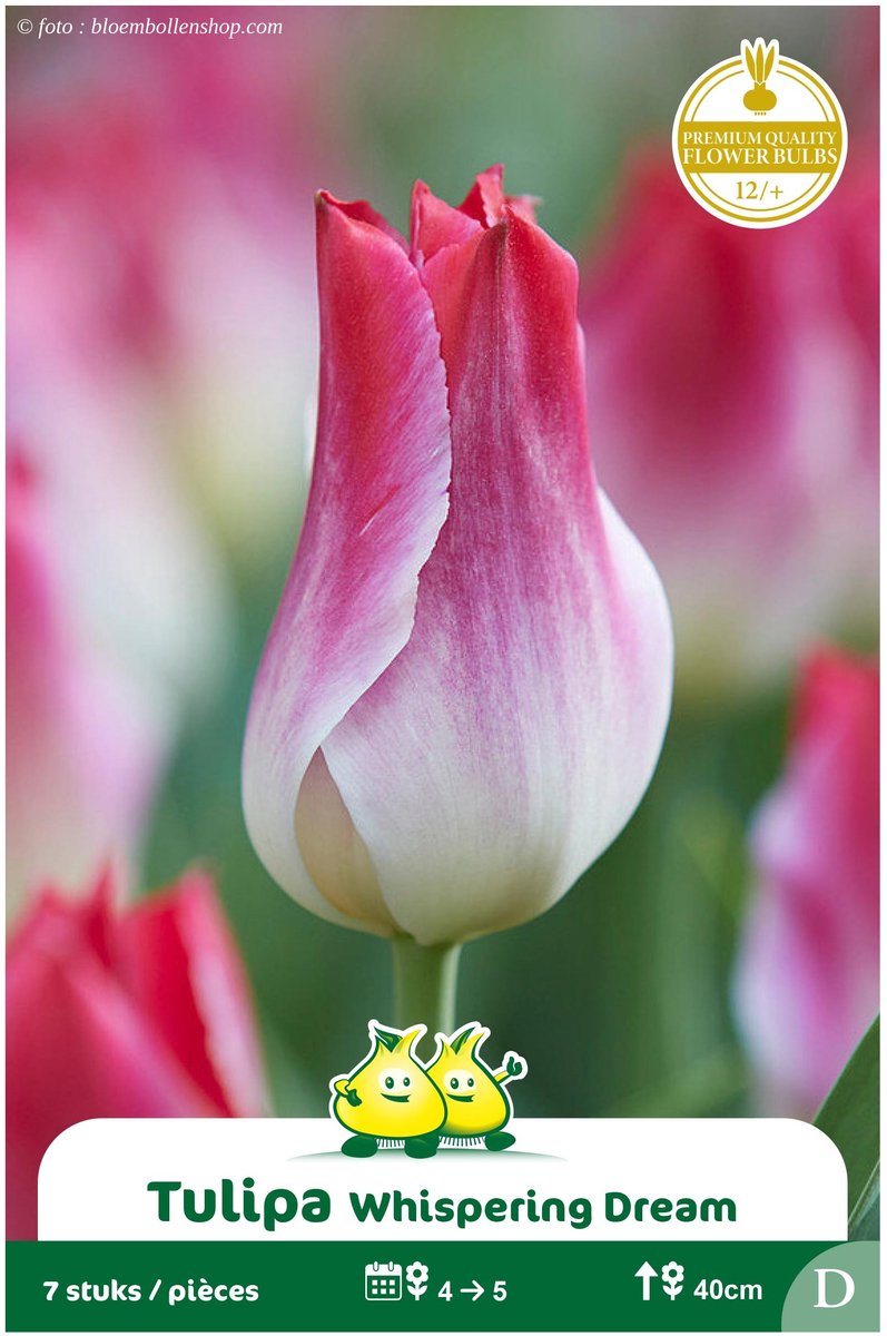 2 Zakjes Triumph Tulpen Whispering Dream maat 12/+
