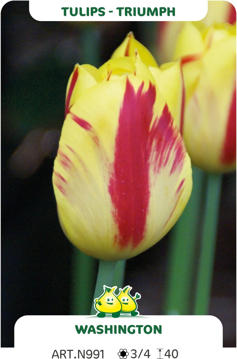 25 Bollen Triumph Tulpen Washington maat 12/+