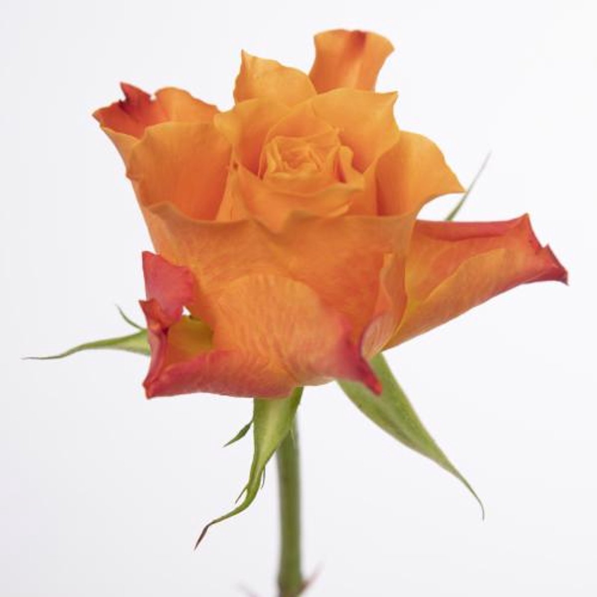 20x Rosa mariyo! 40cm