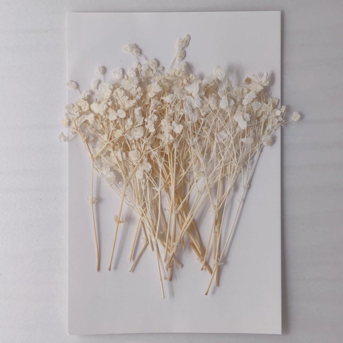 Dailygoods - Droogbloemen voor Knutselen - 10 Stuks Sluierkruid voor DIY Decoratie