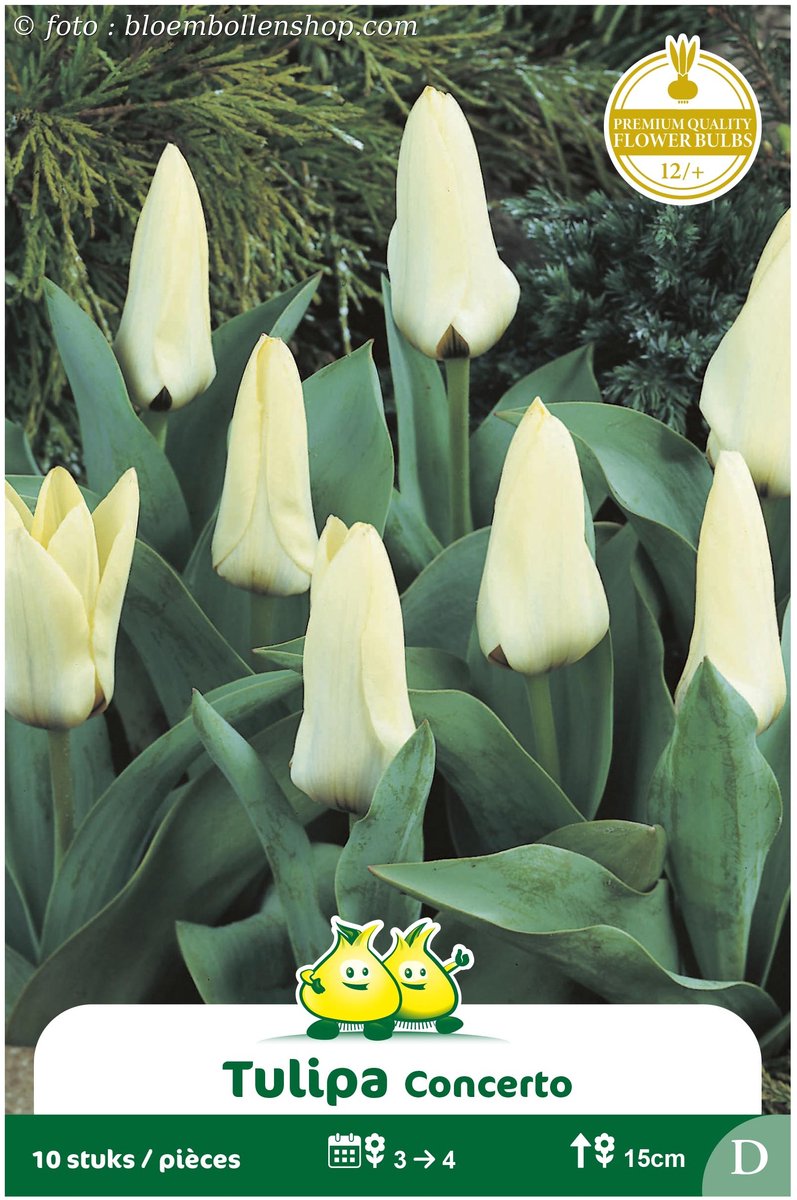 2 Zakjes Kaufanniana Tulpen Concerto maat 12/+