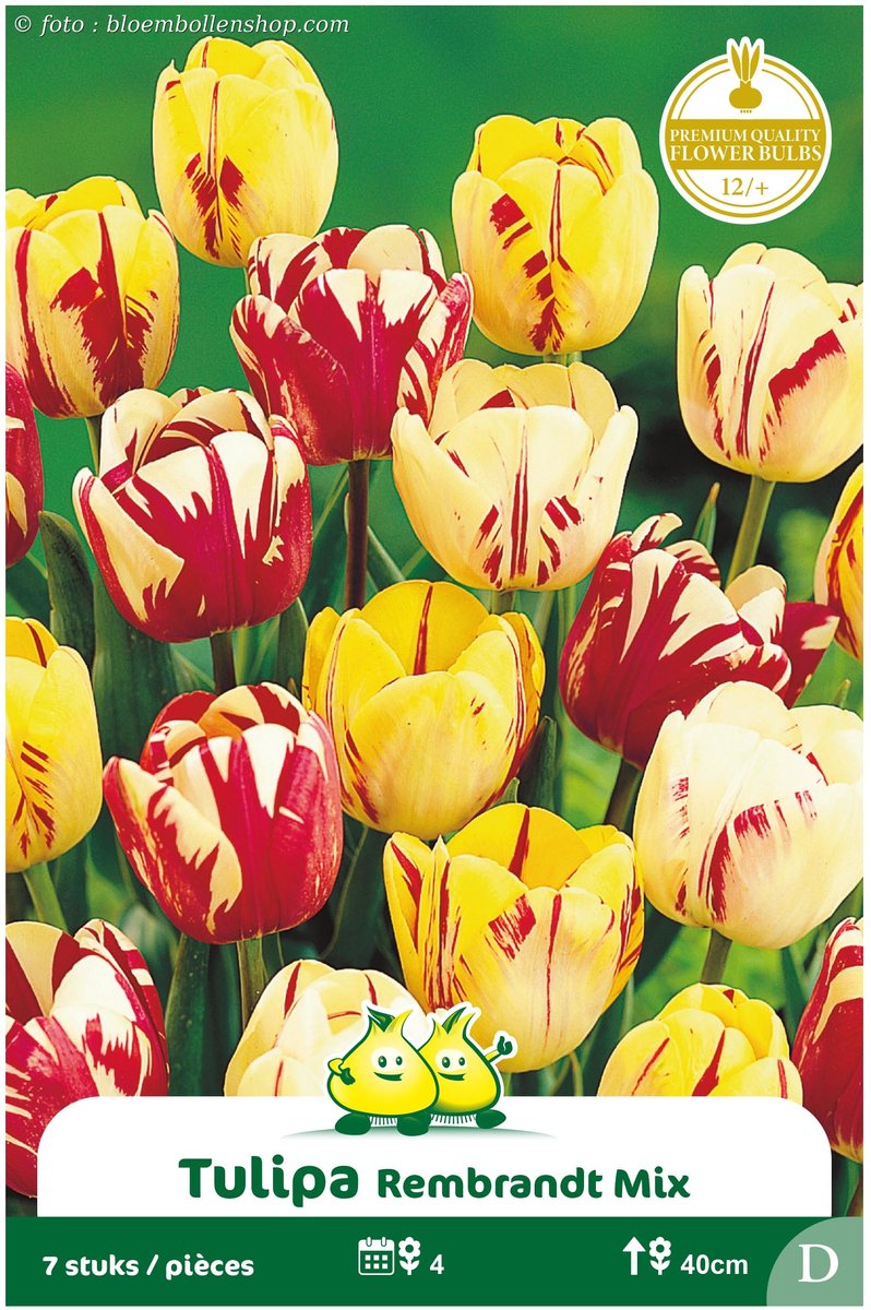 2 Zakjes Triumph Tulpen Rembrandt mix maat 12/+