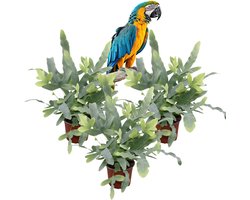 Phlebodium aureum 'Blue Star' – Set van 3 Kamerplanten – Blauwvaren – Luchtzuiverend – Schaduwplant – 30–35 cm – Pot 12 cm