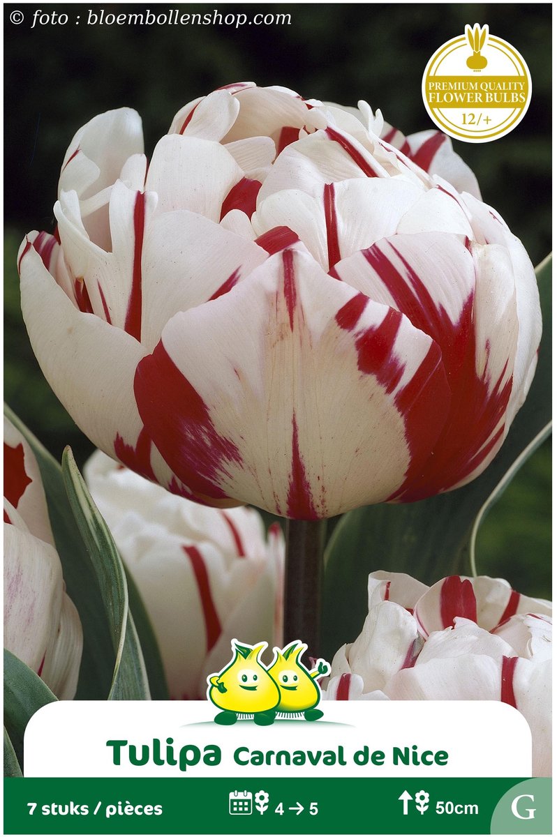 2 Zakjes Dubbele Tulpen Carnaval De Nice maat 12/+