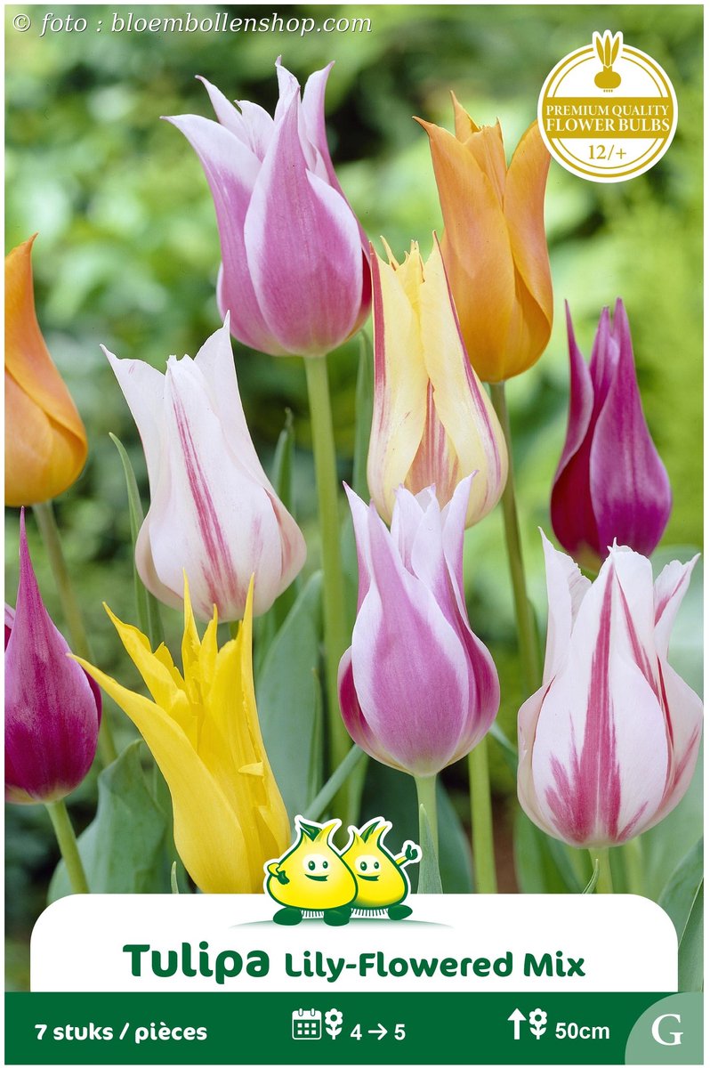 2 Zakjes Leliebloemige Tulpen Mix maat 12/+