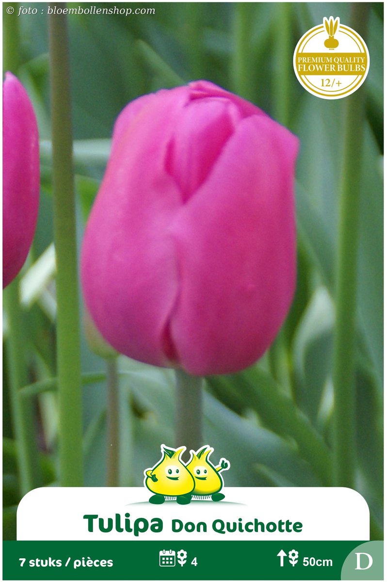 2 zakjes Triumph Tulpen Don Quichotte maat 12/+