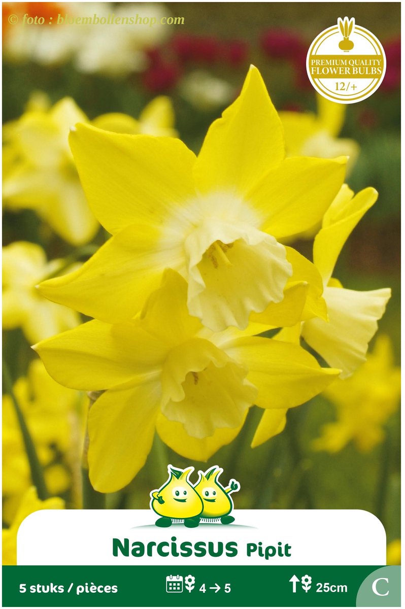 3 Zakjes Botanische Narcis Pipit maat 12/+