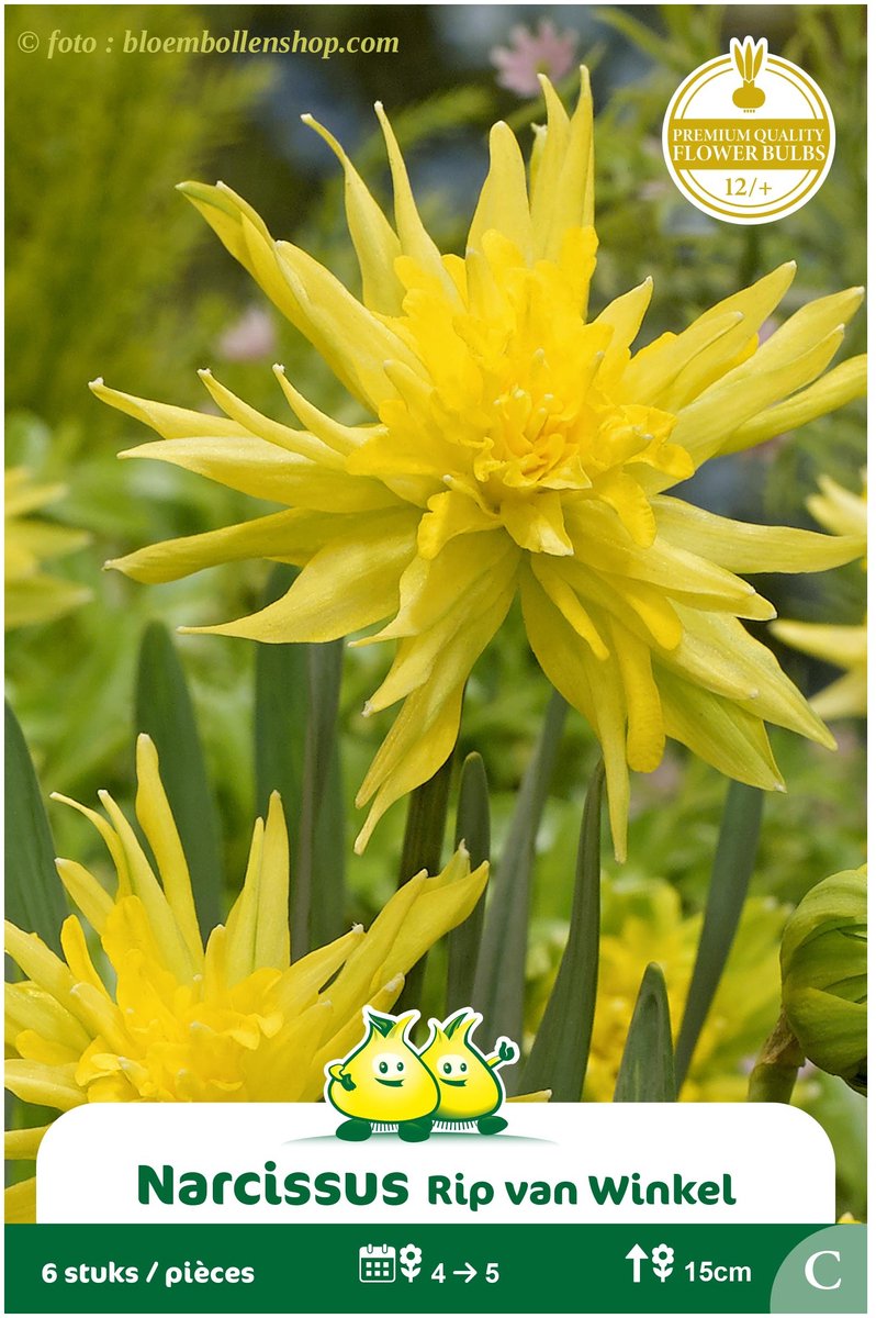 3 Zakjes Botanische Narcis Rip Van Winkel maat 12/+
