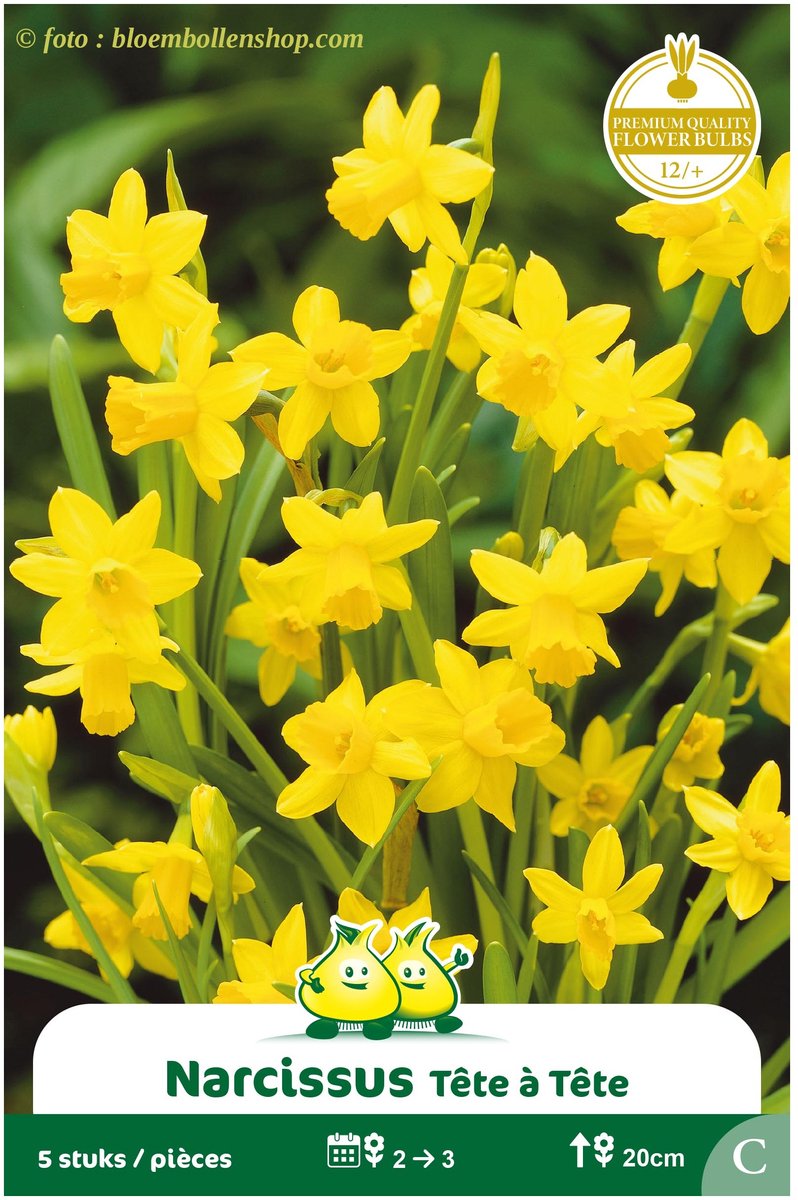 3 Zakjes Botanische Narcis tete a tete maat 12/+