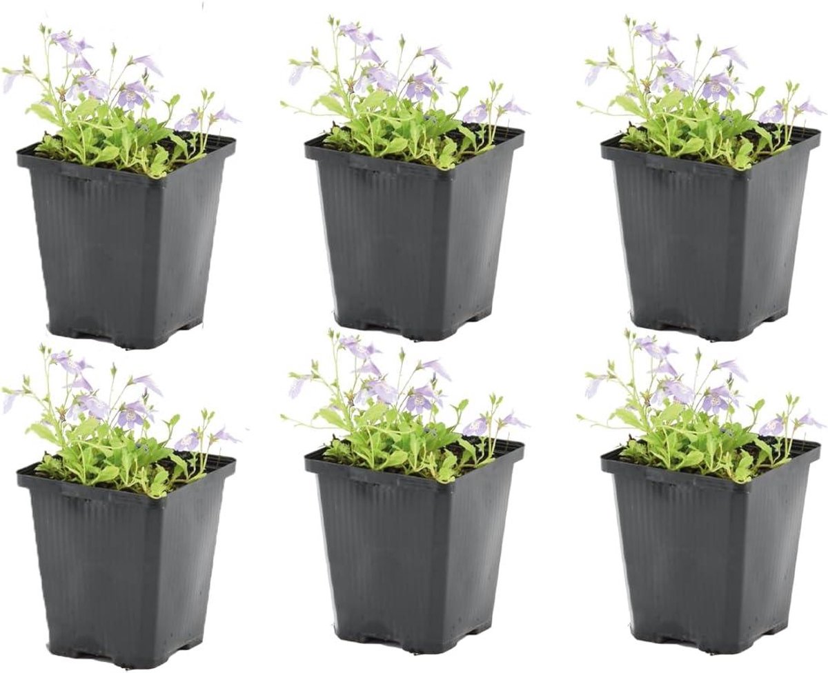 Mazus Reptans Vijverplanten - Oeverplant Bodembedekker - Vijverrand Opfleuren - Winterhard Violetbloeiend - 10-20 cm - Groen