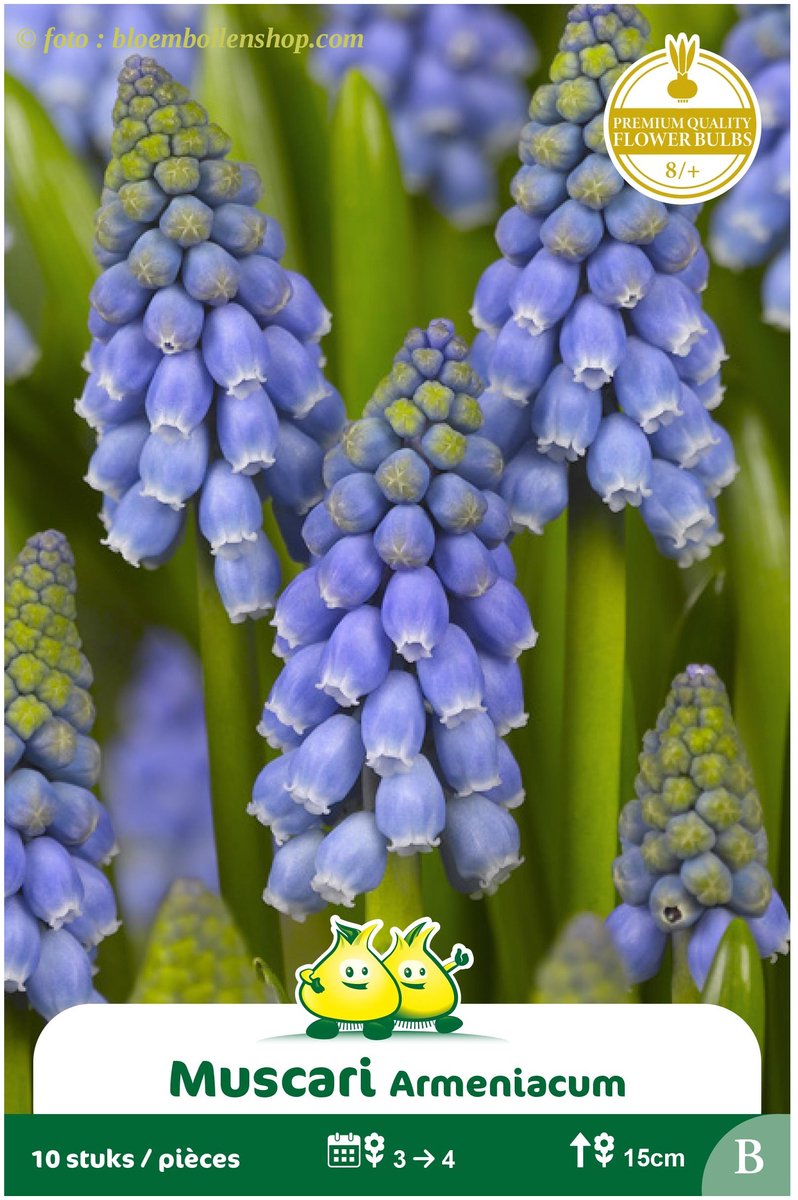 4 Zakjes Muscari Armenicum maat 8/+