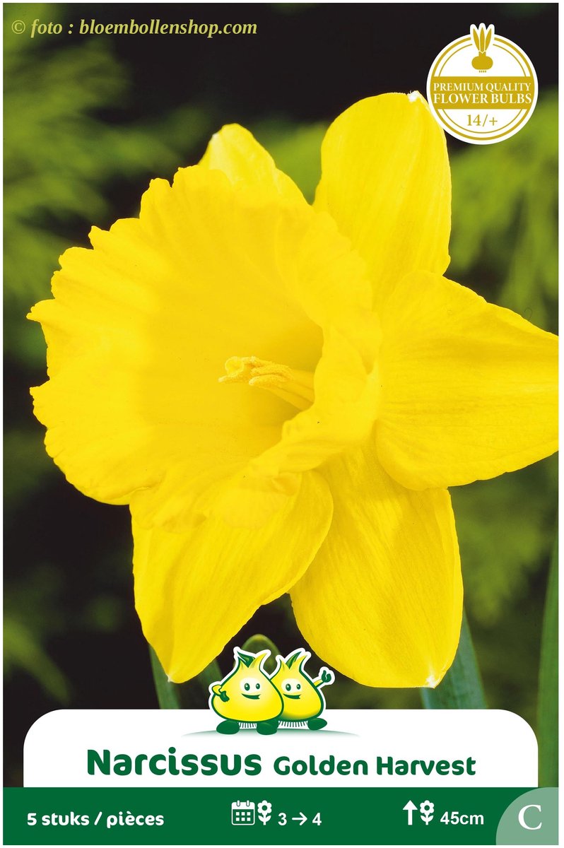 3 Zakjes Narcis Trompet Golden Harvest maat 14/+