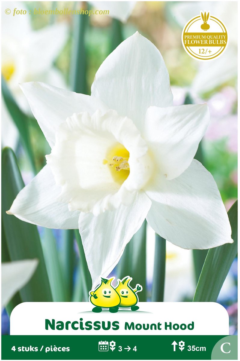 3 Zakjes Narcis Trompet Mount Hood maat 14/+