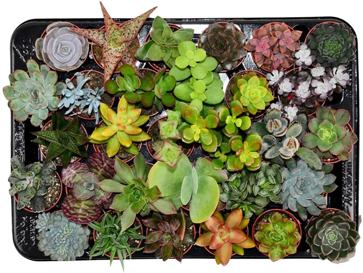 Dailygoods- Succulenten Mix - 30 Stuks - Ø 5,5 cm Plantenpot - Hoogte: 5-10 cm - Echte Vetplanten - Gemakkelijke Kamerplant - Veilig Verzonden
