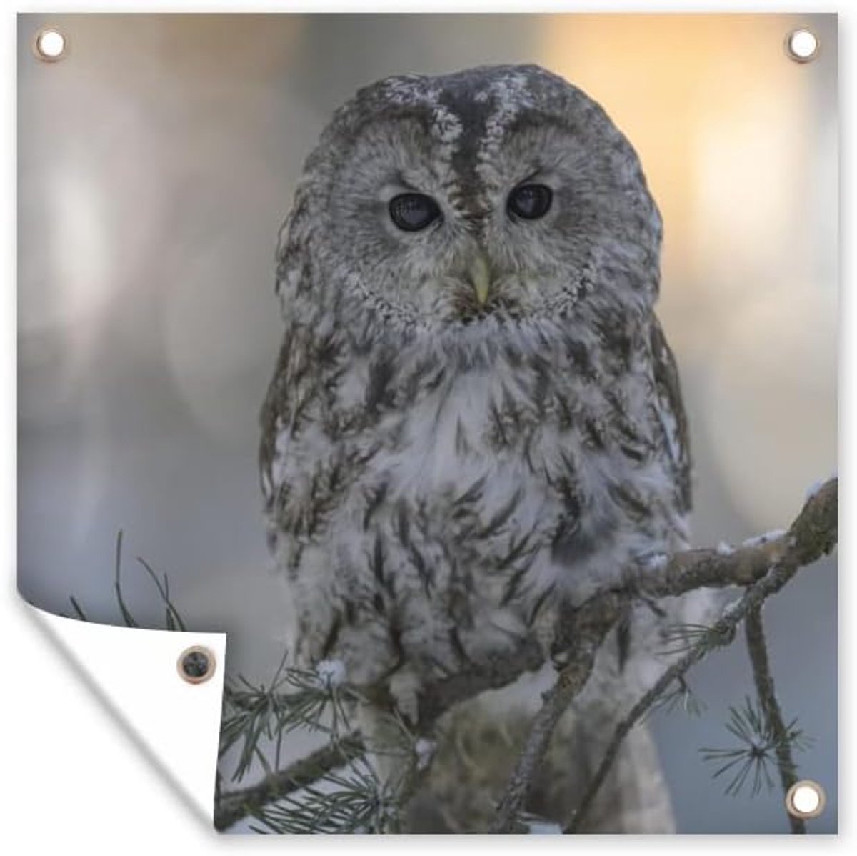 Tuinposter - 200x200 cm - Een close-up van een bosuil op een besneeuwde tak