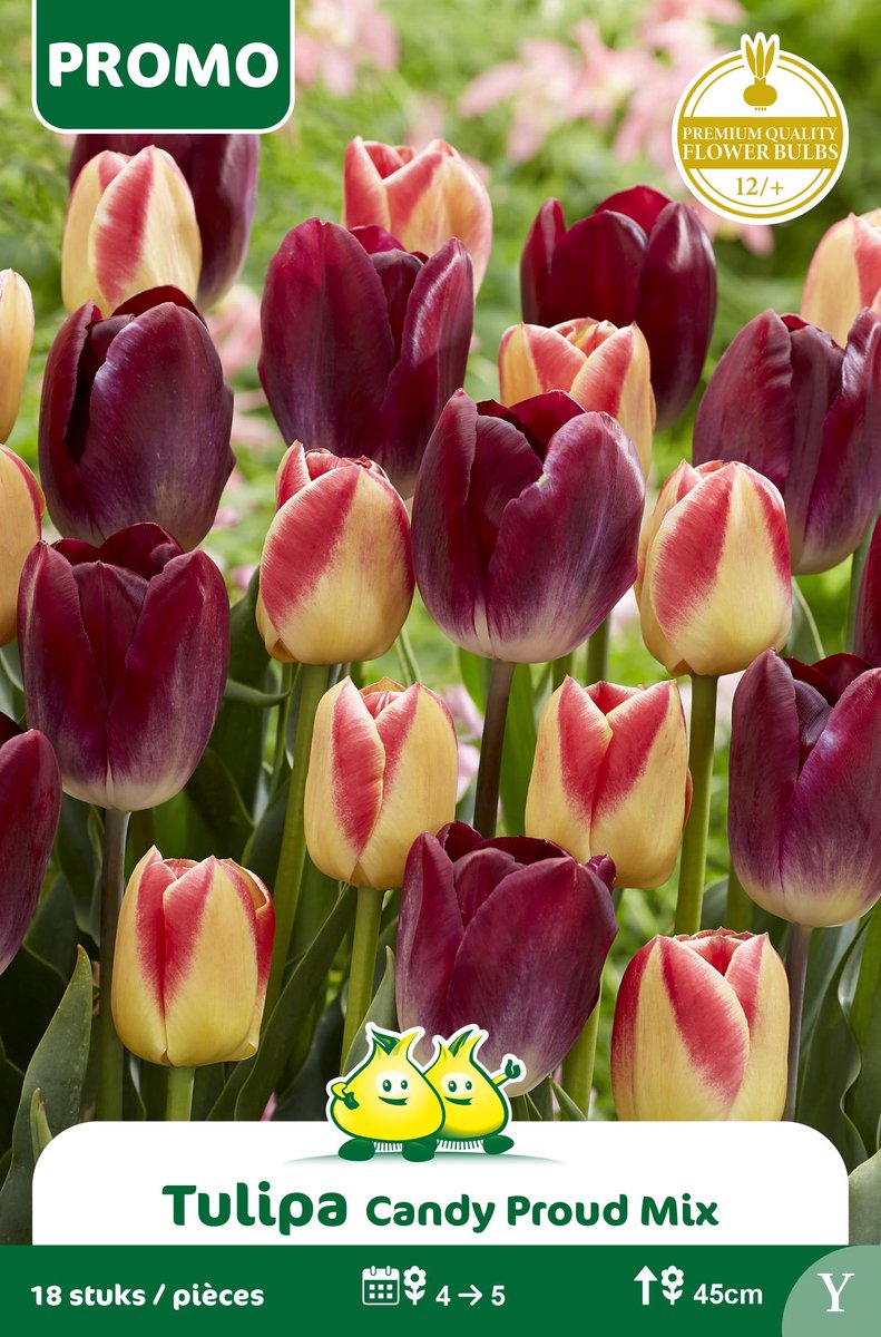 1 Zakje Promoverpakking Tulp Candy Proud 18 maat 14/+