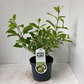 Cephalanthus occidentalis - Kogelbloem | 30-40 cm in pot