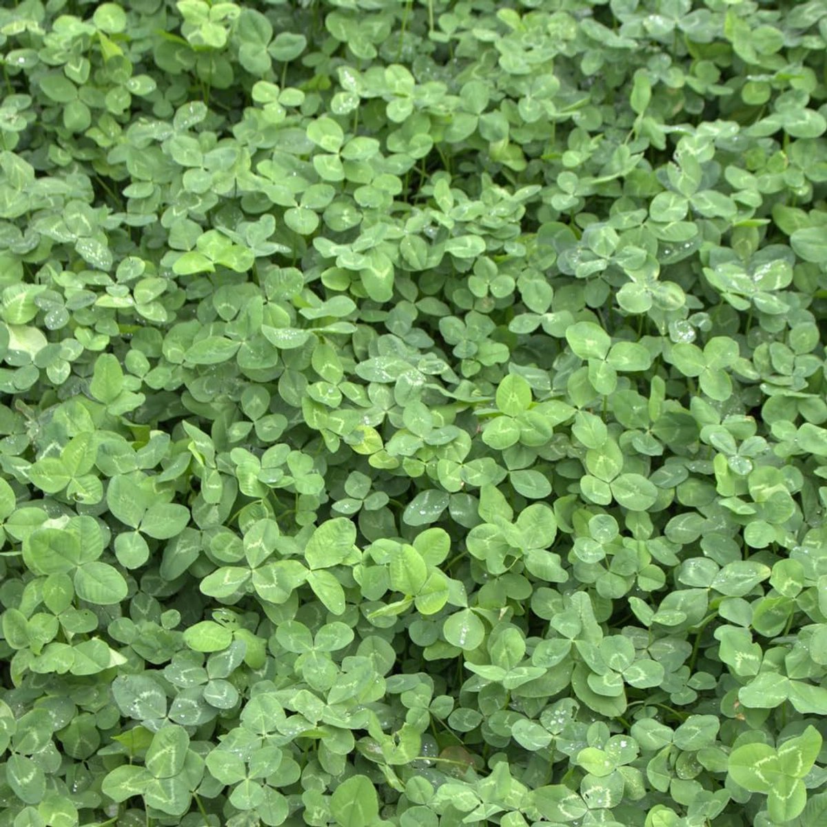 SnelShoppen - Graszaad Dwarf Clover Trifolium repens, Onderhoudsvrij, Loopbaar, Bodembedekker, 900 g - Voor 225 m² Tuin, Groene Grasmat, Geen Maaien