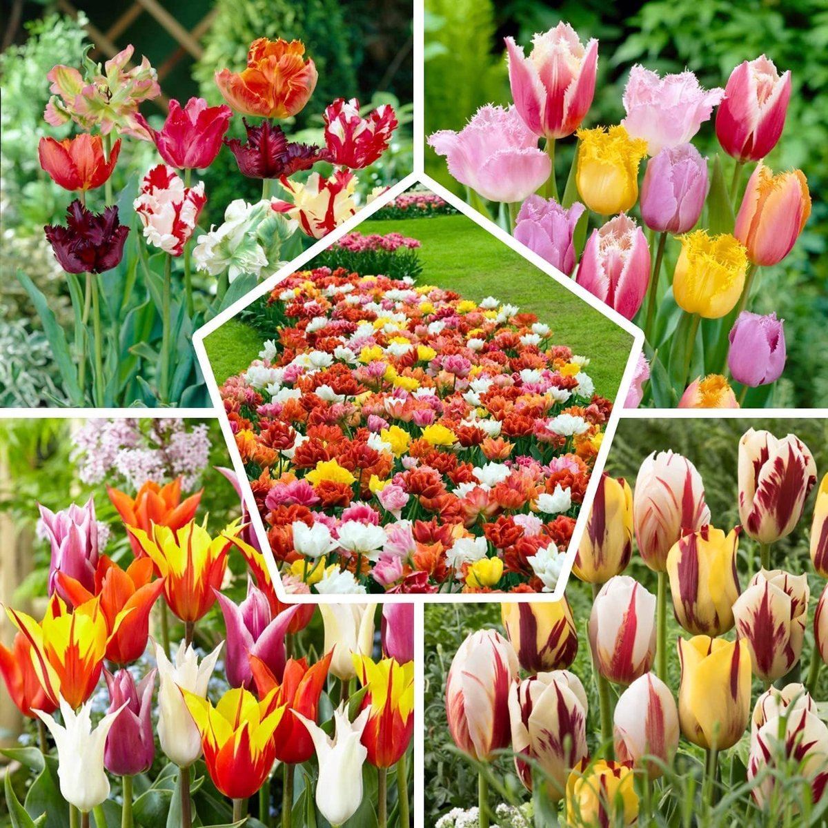 SnelShoppen - Volledige Lente Tulpenbollen Mix - 50 Winterharde Bollen - 15 Exclusieve Tulpen uit Nederland - Grote Bollen voor Tuin, Potten en Balkon