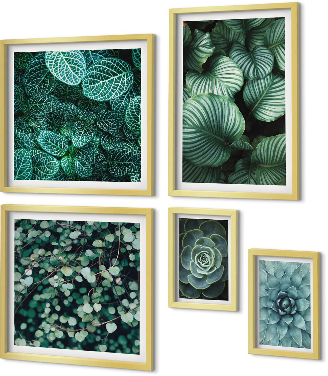 Coloray 5-Delige Schilderij Set - Plantmotieven Met Bladeren En Vetplanten In Een Natuurlijke Stijl - 50 x 50 cm, 20 x 30 cm En 40 x 60 cm - Wanddecoratie - Schilderijen Set - Interieur - Muurdecoratie