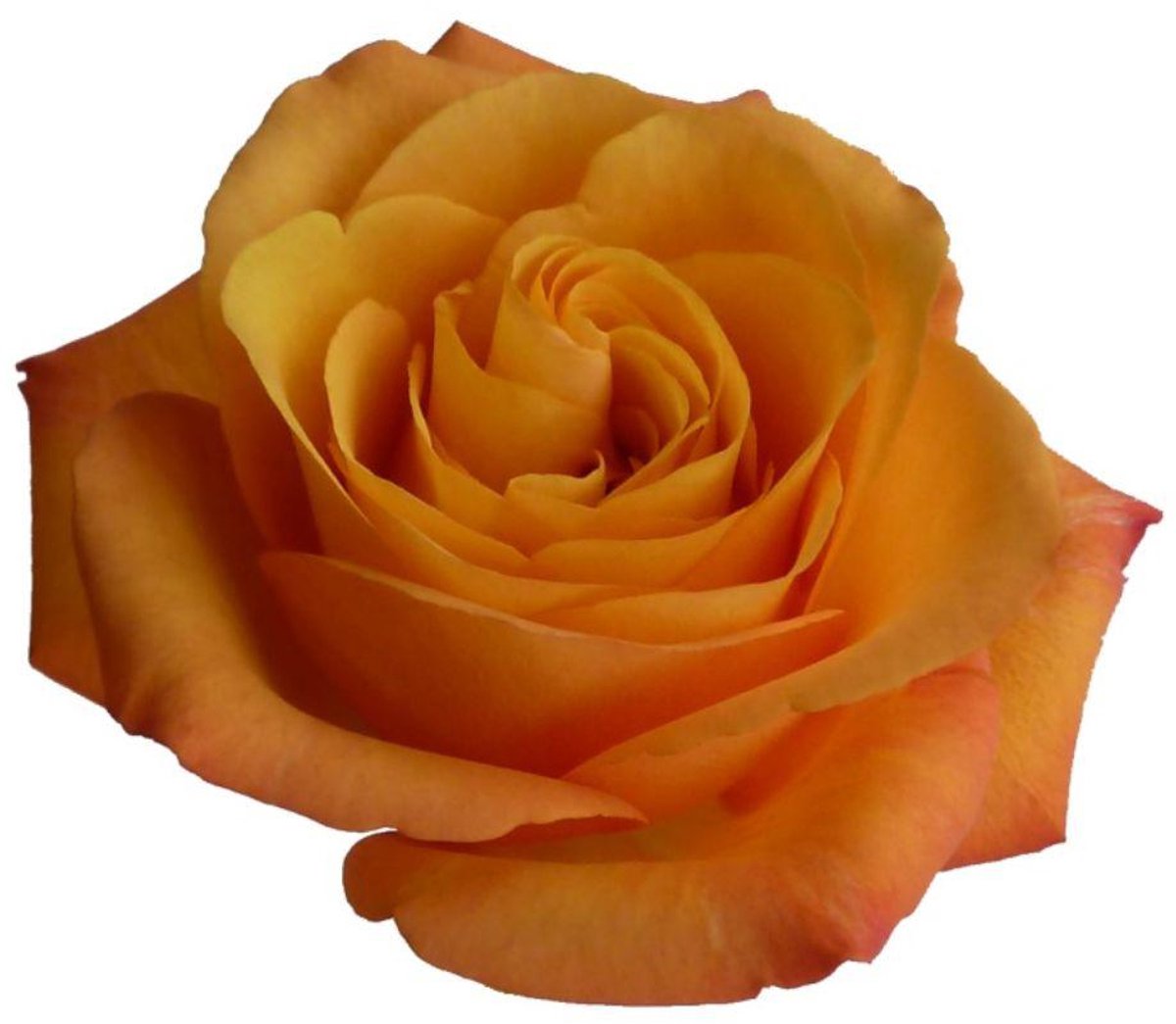 20x Rosa confidential 40cm
