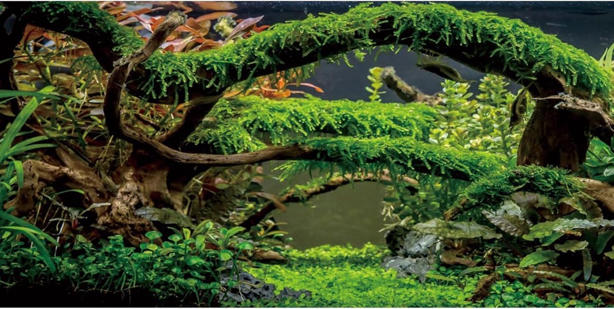 91x41cm Terrarium Achtergrond Vertakkingen Aquarium Achtergrond Aquatische Plant Rivierbodem & Meervisbak Achtergrond Vinyl Achtergrond