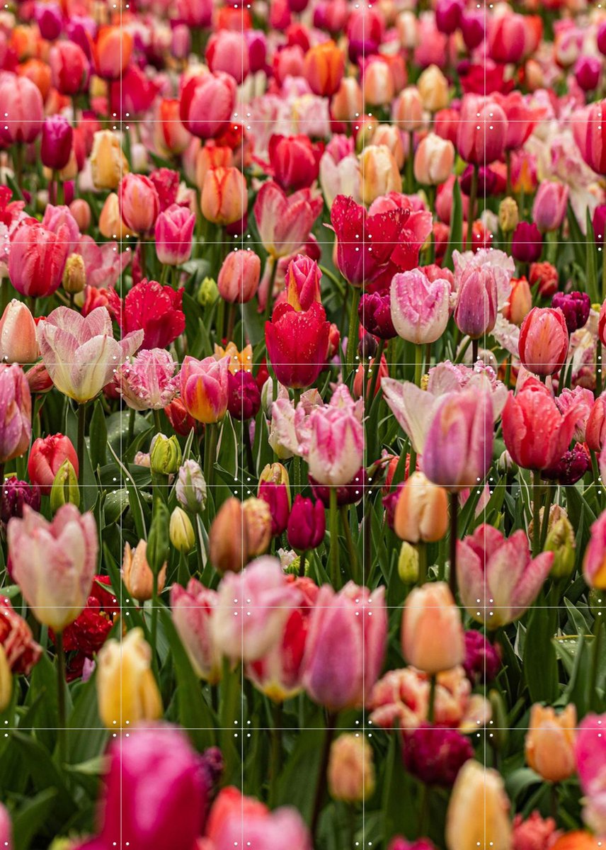 IXXI Keukenhof, Margriet Hulsker - 100 x 140 cm - Gratis ophangtool - Grote wanddecoratie en posters - Fotografie, Kleurrijk, Woonkamer, Slaapkamer