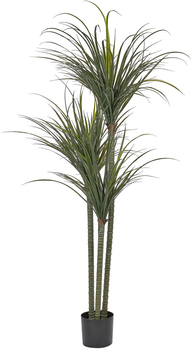 DRACAENA ANITA - Kunstplant - Groen - 198 cm - Synthetisch materiaal