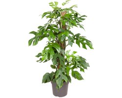 Monstera Minima - Ø19cm - 70-80cm hoog - Kamerplant - Groenblijvend