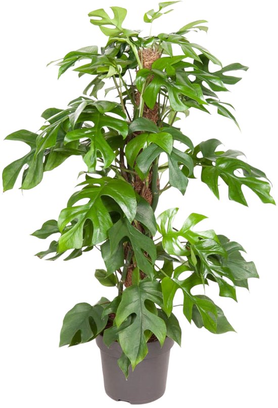 Monstera Minima - Ø19cm - 70-80cm hoog - Kamerplant - Groenblijvend