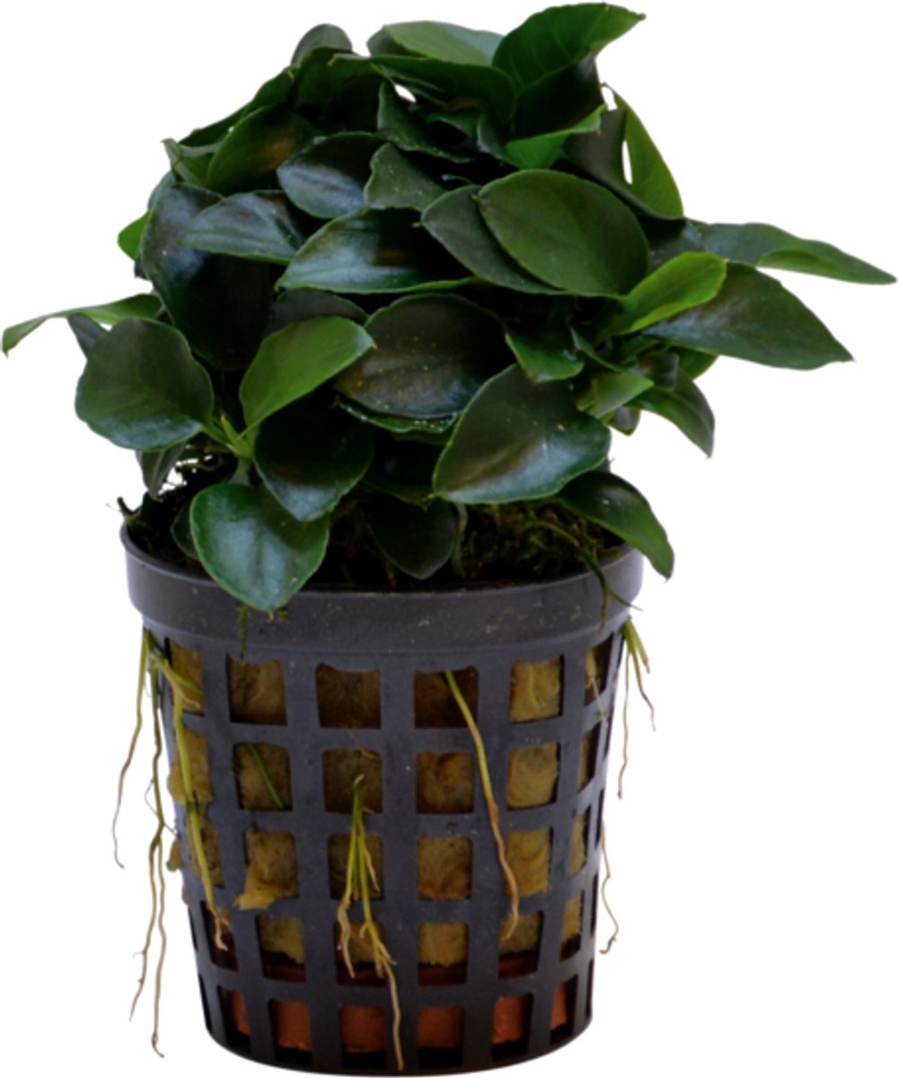 Waterplant anubias nana bonzai 5cm pot