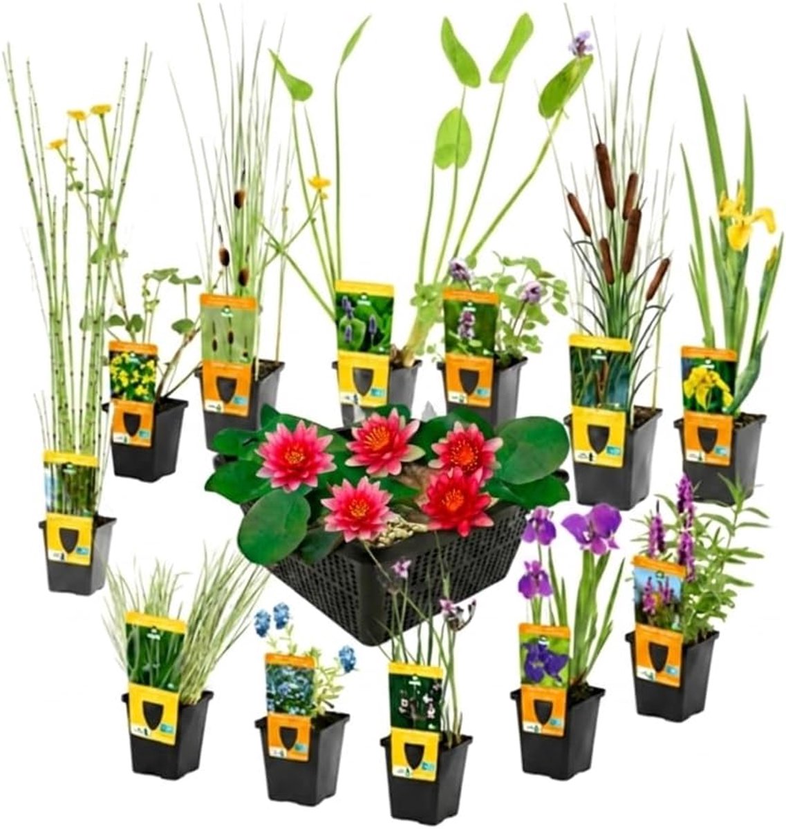 SnelShoppen - Mix van 12 Waterplanten P9 incl. Rode Dwergwaterlelie Nymphaea Pygmaea Rubra, 3 Vijvermanden en AQUA SET - Winterhard en Insectvriendeli
