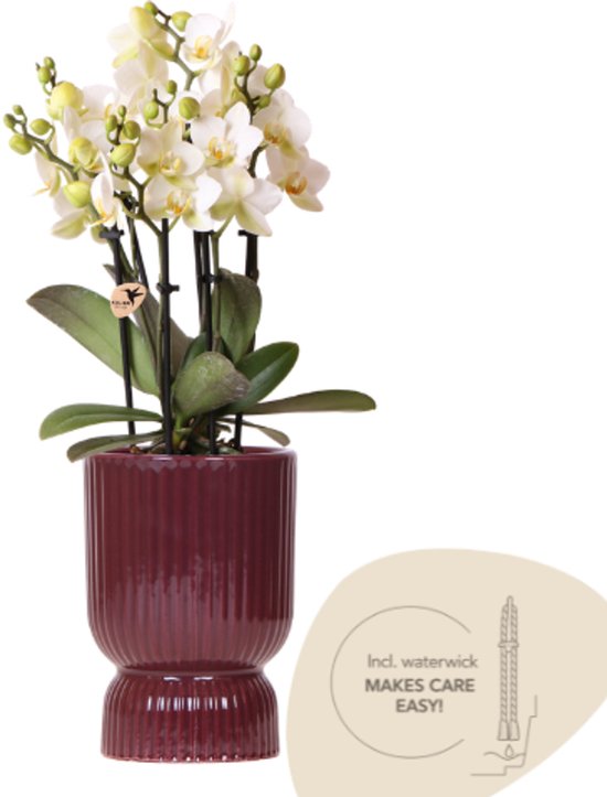 Kolibri Orchids | Witte Lausanne orchidee + rode Diabolo sierpot | incl. waterreservoir| potmaat Ø9cm | bloeiende kamerplant – vers van de kweker