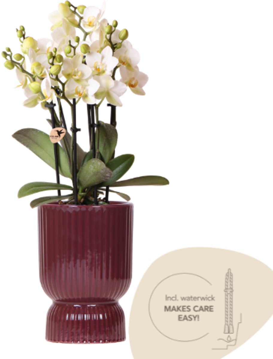Kolibri Orchids | Witte Lausanne orchidee + rode Diabolo sierpot | incl. waterreservoir| potmaat Ø9cm | bloeiende kamerplant – vers van de kweker