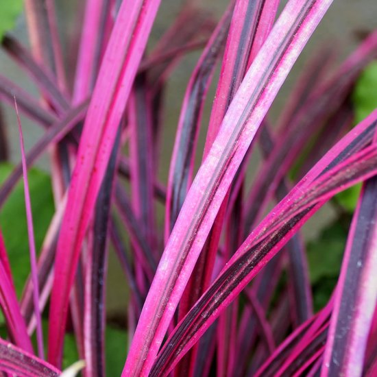 Groene bladeren met opvallende roze en paarse strepen.