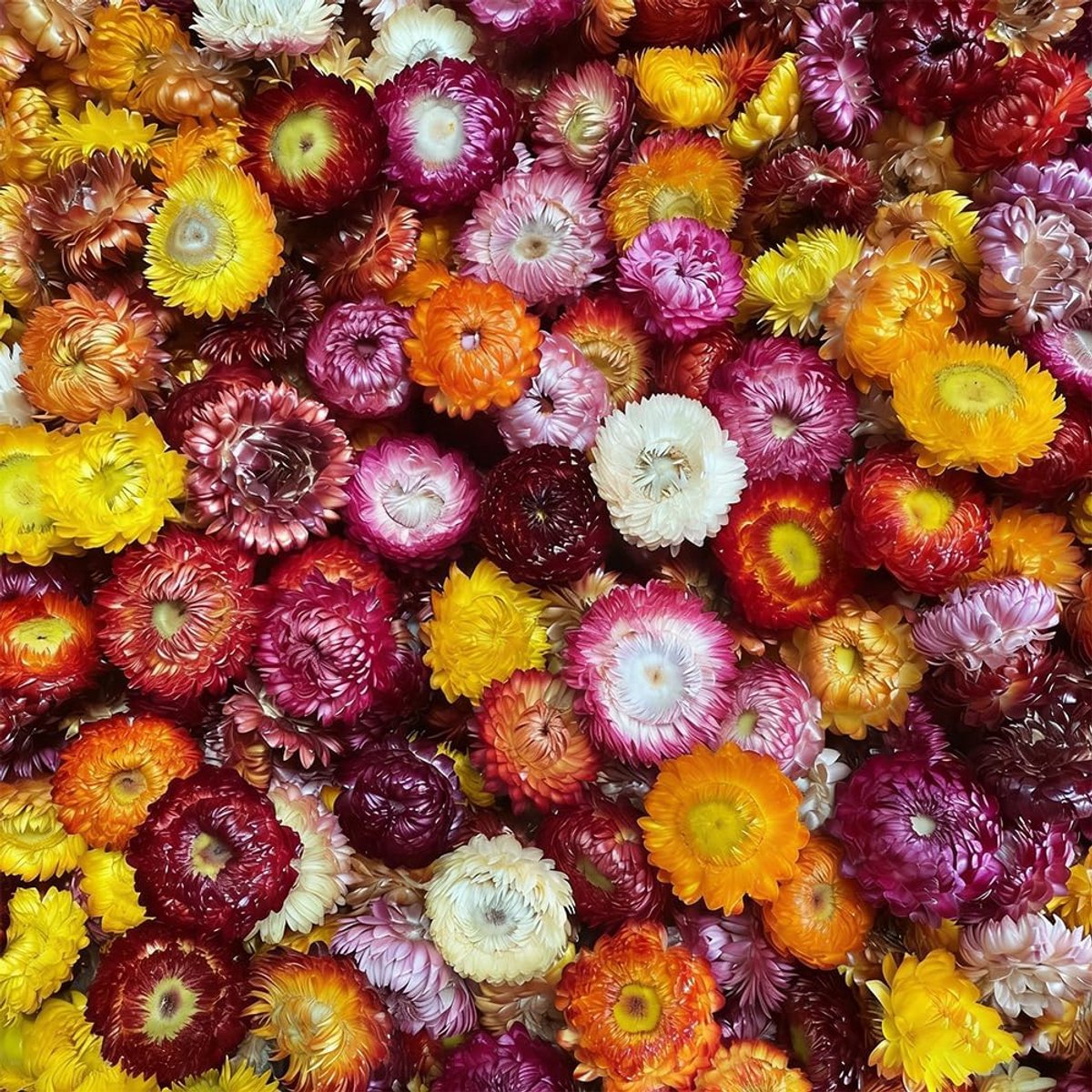 SnelShoppen - Gedroogde Bloemen Set van 110 Stuks - Natuurlijke Daisies, Zonnebloemen, Chrysanten en Gerbera's - Handgemaakte Boho HuDecoration voor T