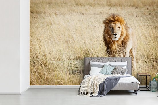 Papier Peint - Papier peint photo Lions - Afrique - Herbe - Largeur 360 cm x Hauteur 240 cm