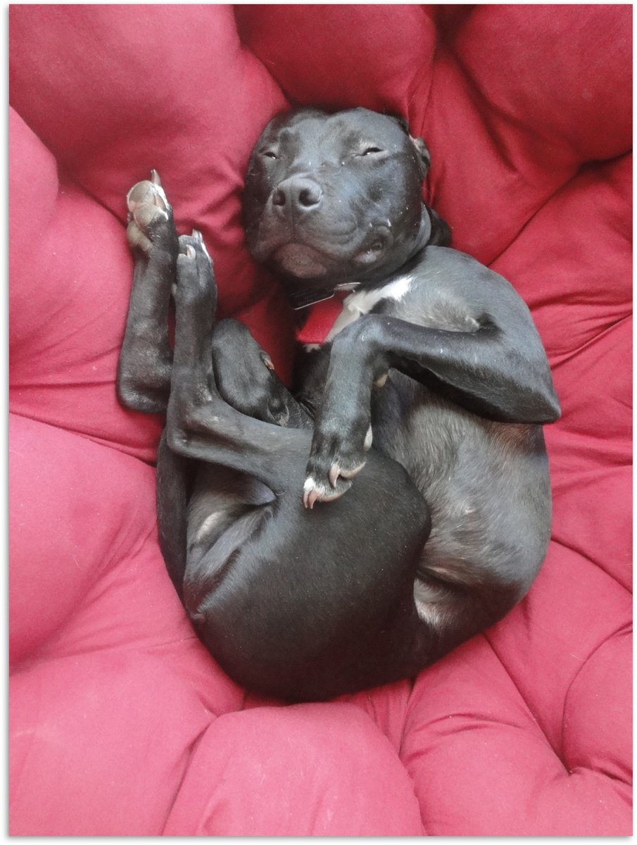 Poster 90x120 cm - Pitbull in een rode loungestoel - Posters - Kamer decoratie - Wanddecor