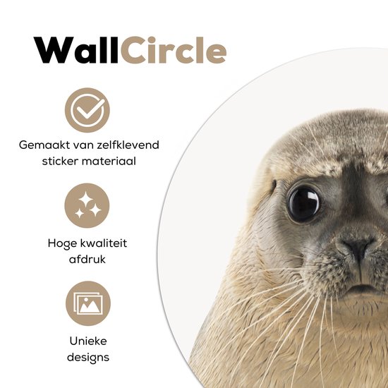 Papier peint Circle - Phoque - Beige - Animaux - ⌀ 120 cm - Wall Circle XXL