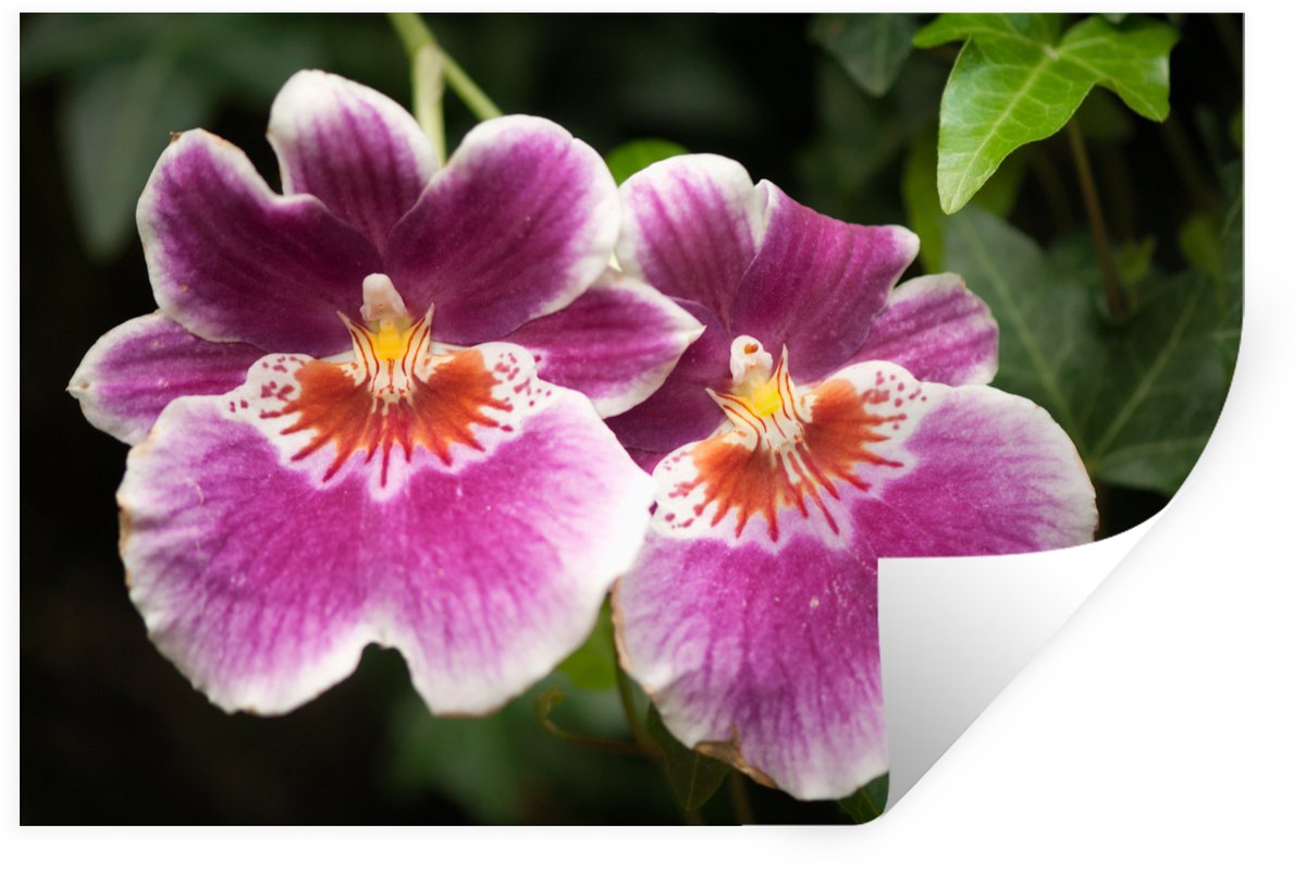 Muurstickers - Sticker Folie - Wilde orchidee - 60x40 cm - Plakfolie - Muurstickers Kinder