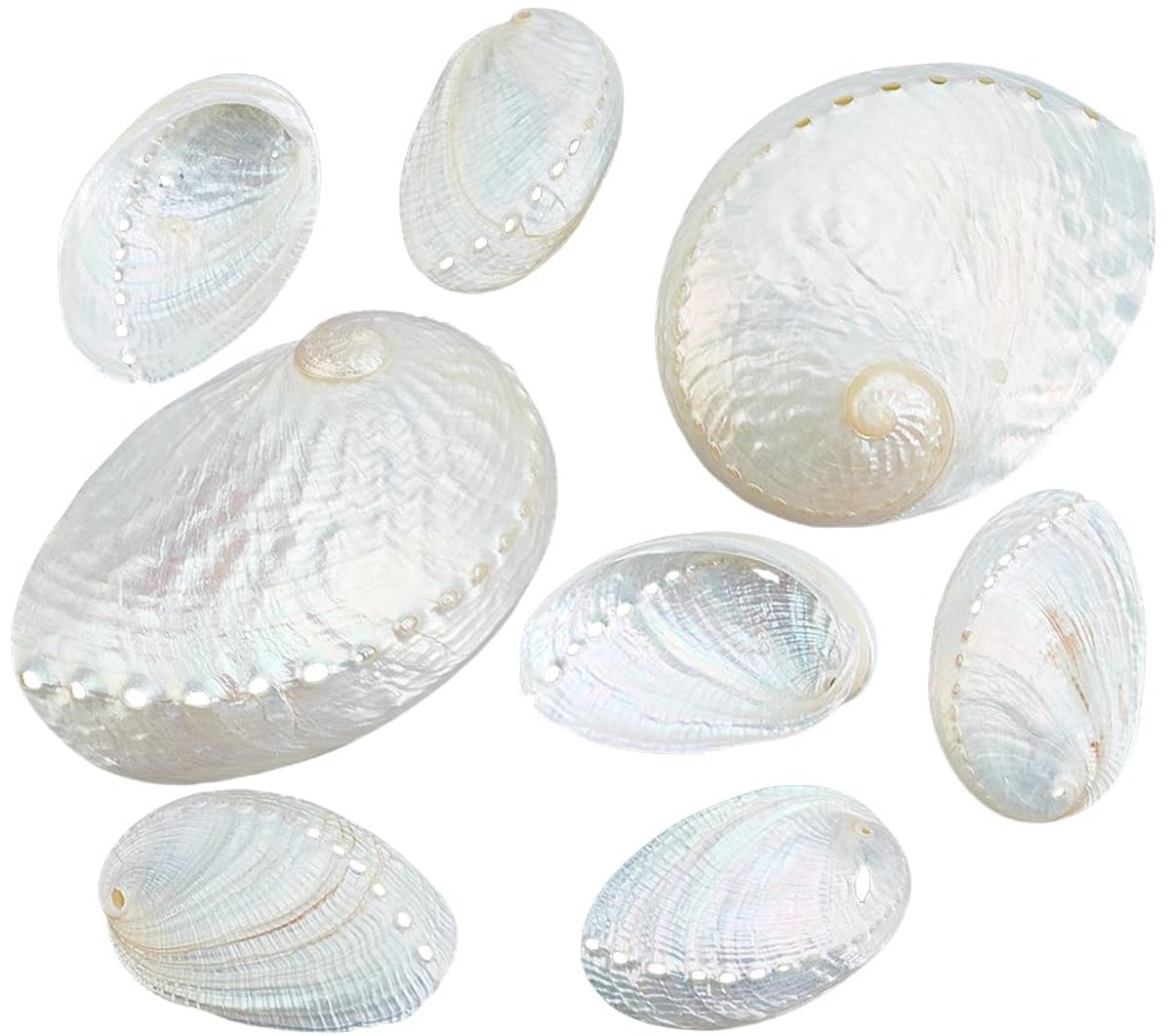 10 stuks 2 stijlen witte natuurlijke abbalone schelpen, prachtige grote oceaan strand zeeschelpen voor doe-het-zelf kunst ambachten vaas vuller aquarium zicht strand bruiloft decoratie (5,3